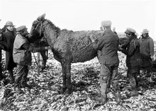 Load image into Gallery viewer, 2017 “War Horse” Shiraz